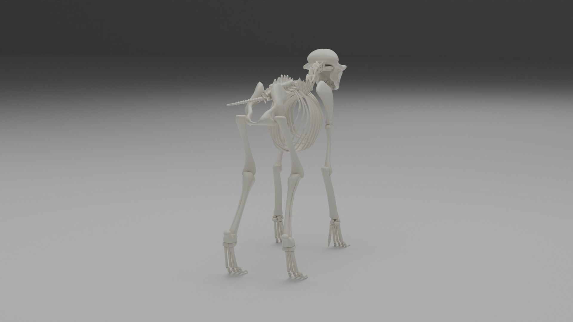 Wolf skeleton 3D model_7