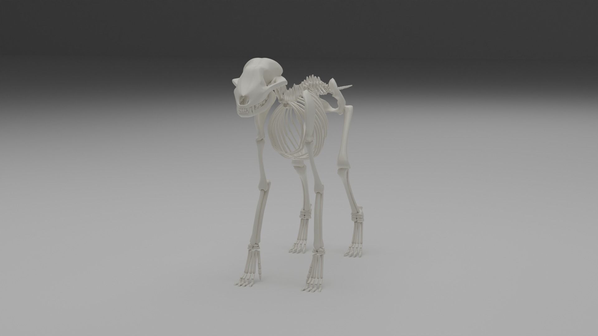 Wolf skeleton 3D model_17