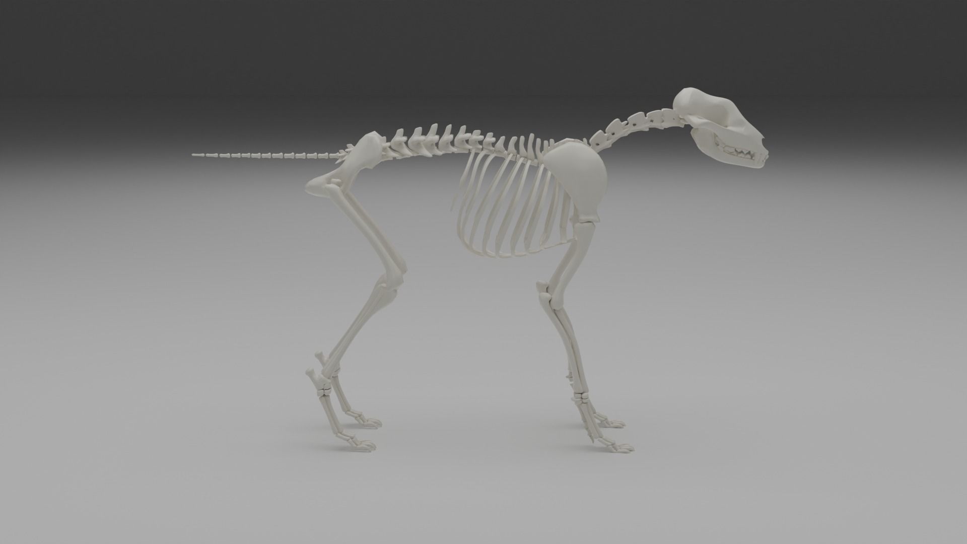 Wolf skeleton 3D model_3