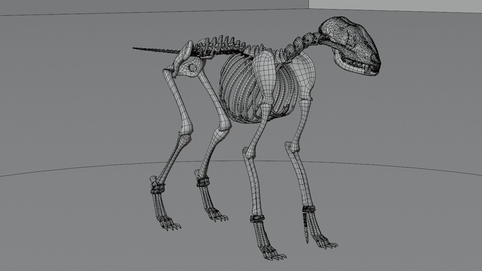 Wolf skeleton 3D model_2