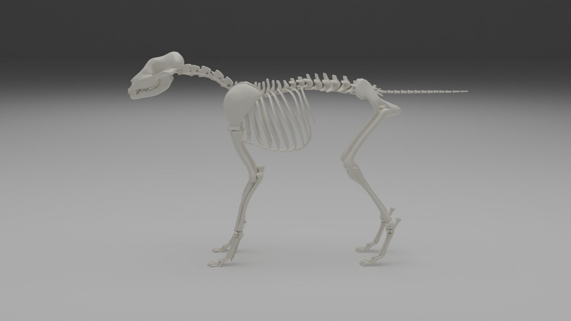 Wolf skeleton 3D model_13