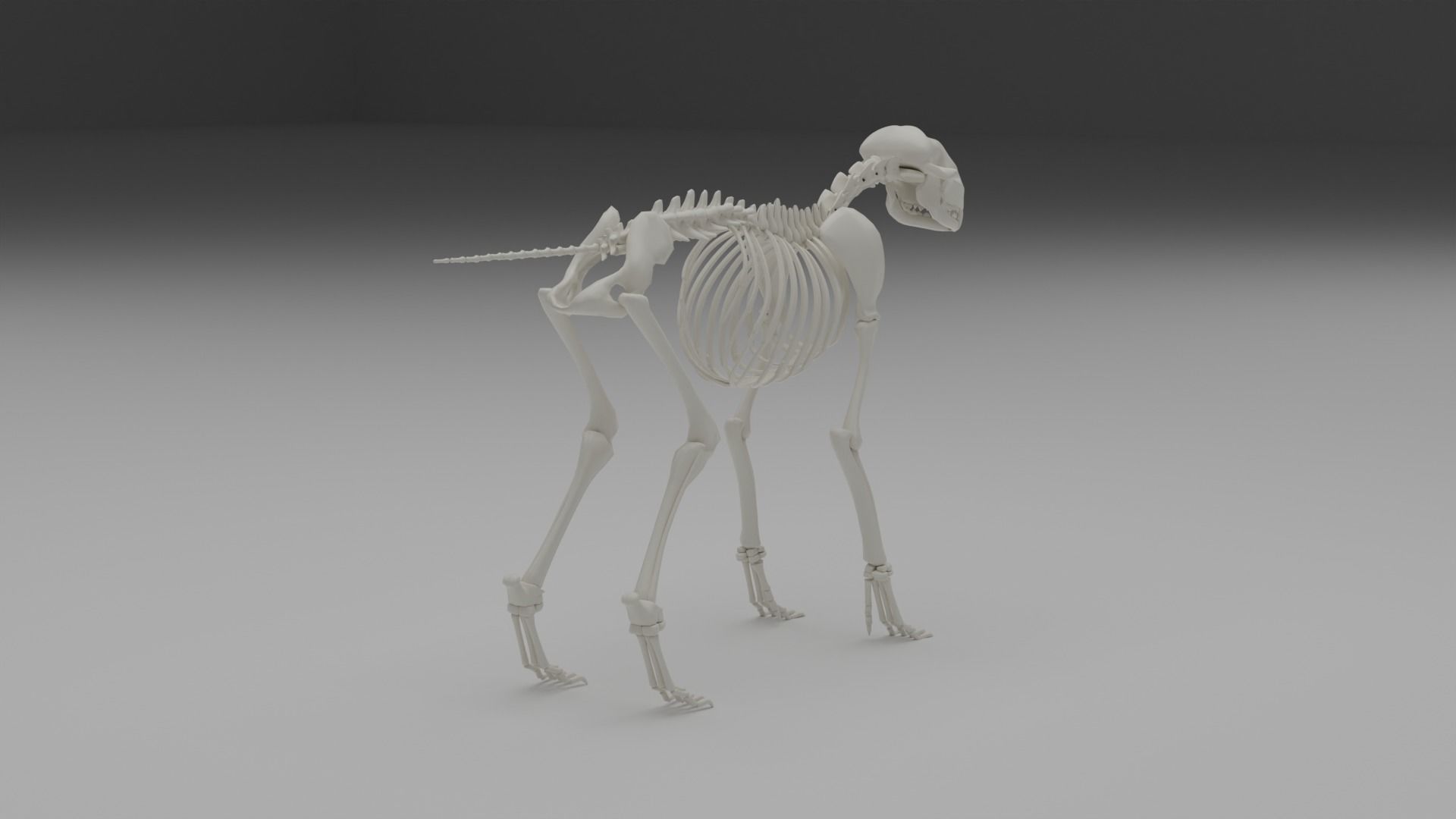 Wolf skeleton 3D model_6