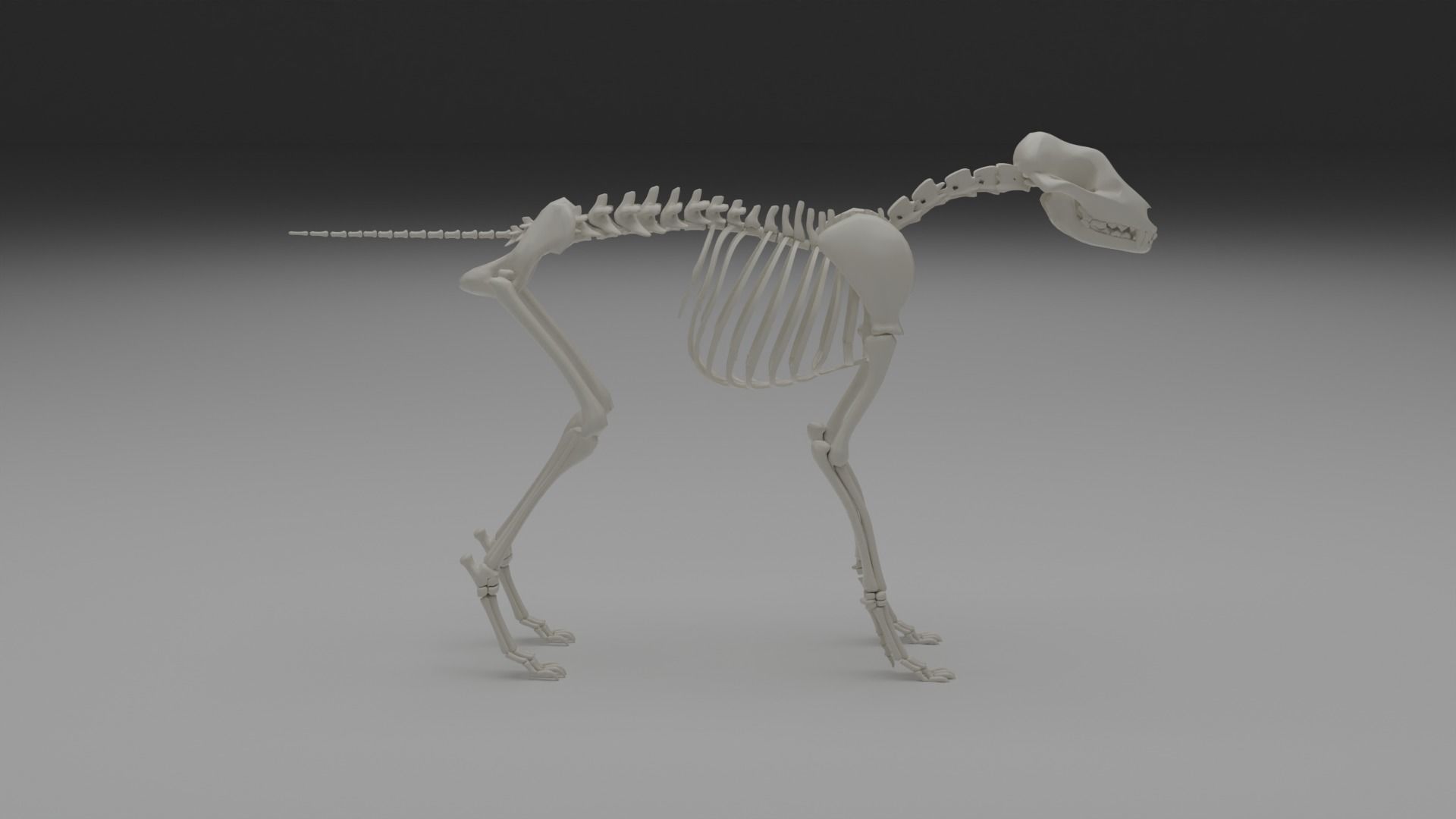 Wolf skeleton 3D model_22