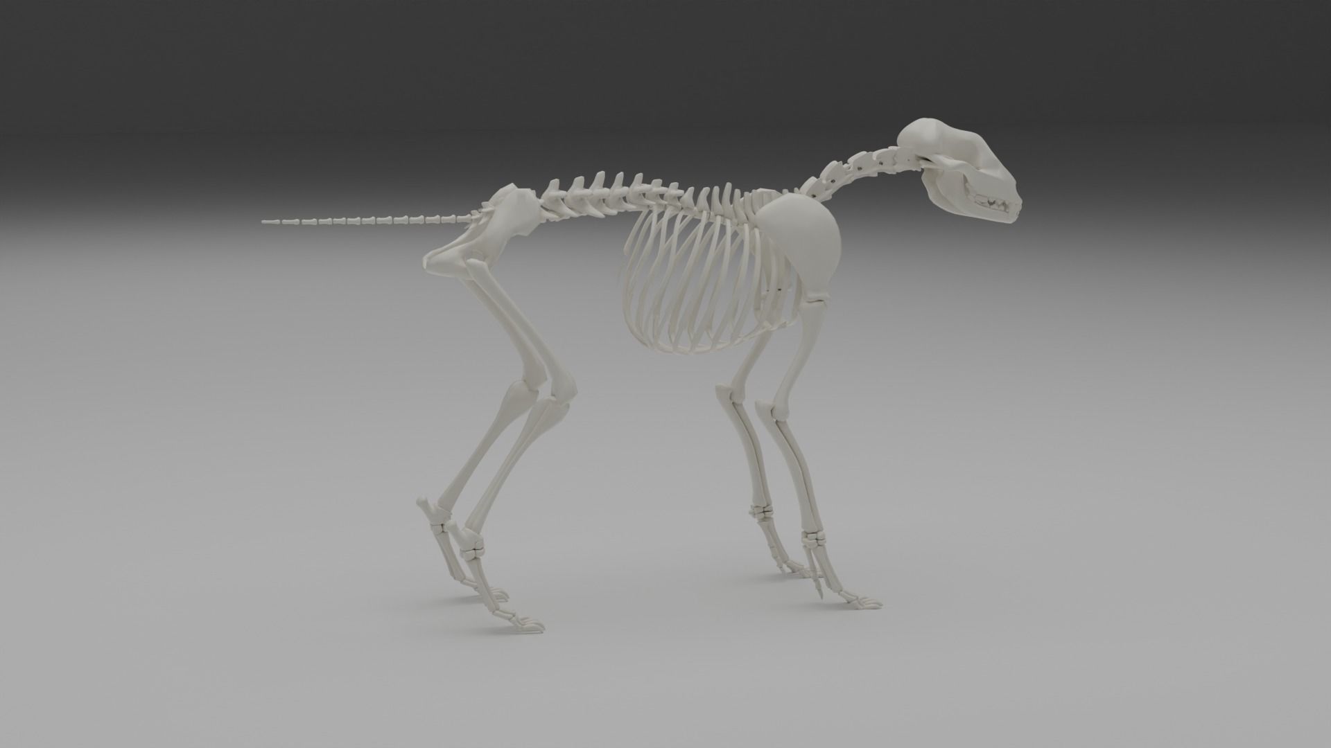 Wolf skeleton 3D model_4