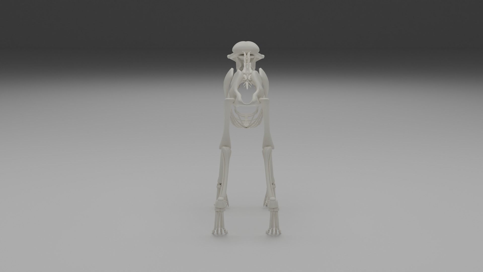 Wolf skeleton 3D model_8