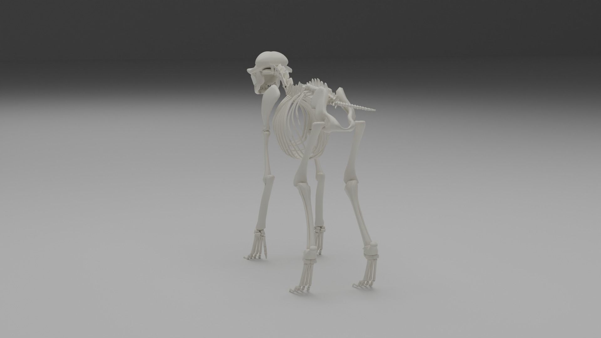 Wolf skeleton 3D model_9