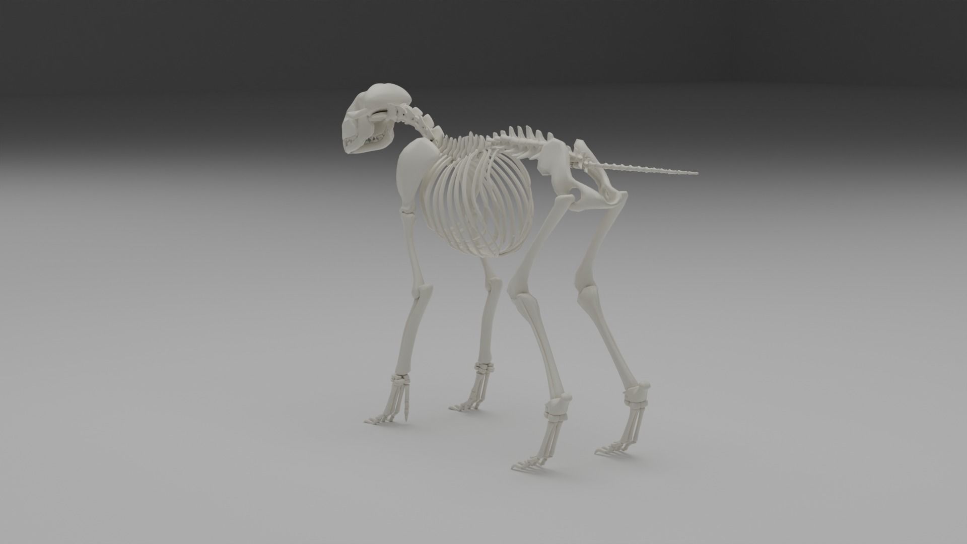 Wolf skeleton 3D model_10