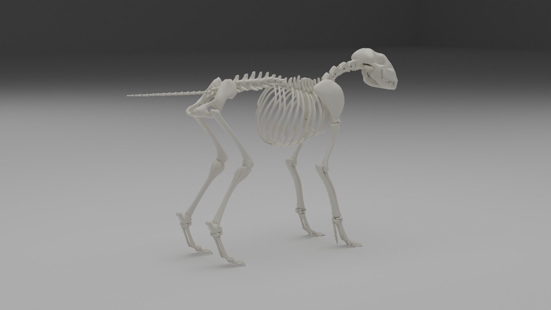 Wolf skeleton 3D model_5