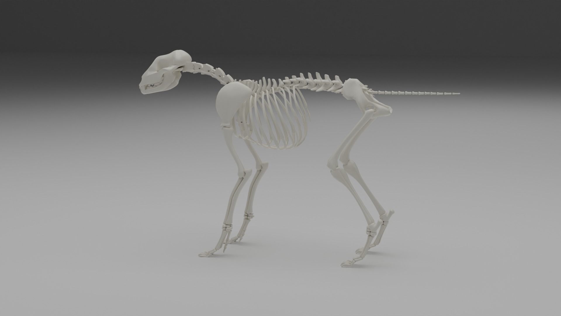 Wolf skeleton 3D model_12
