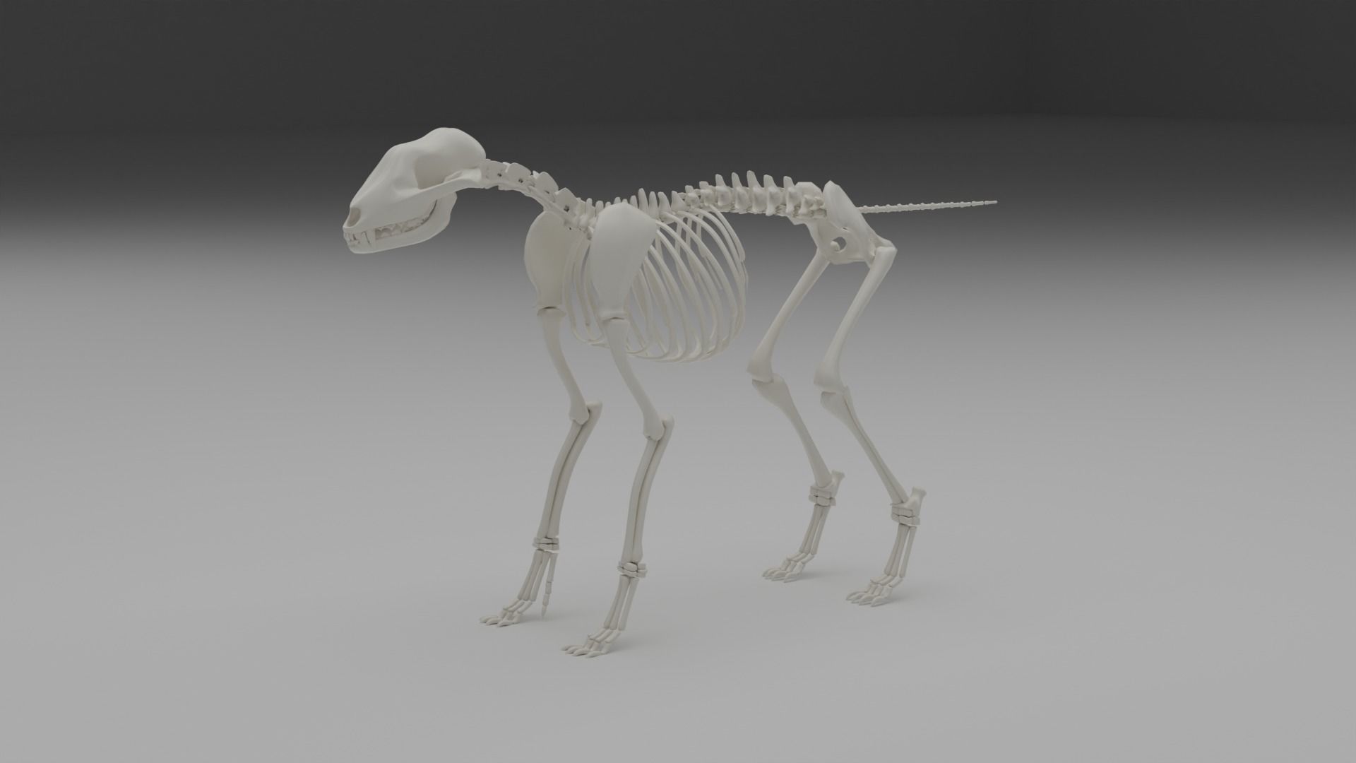 Wolf skeleton 3D model_15