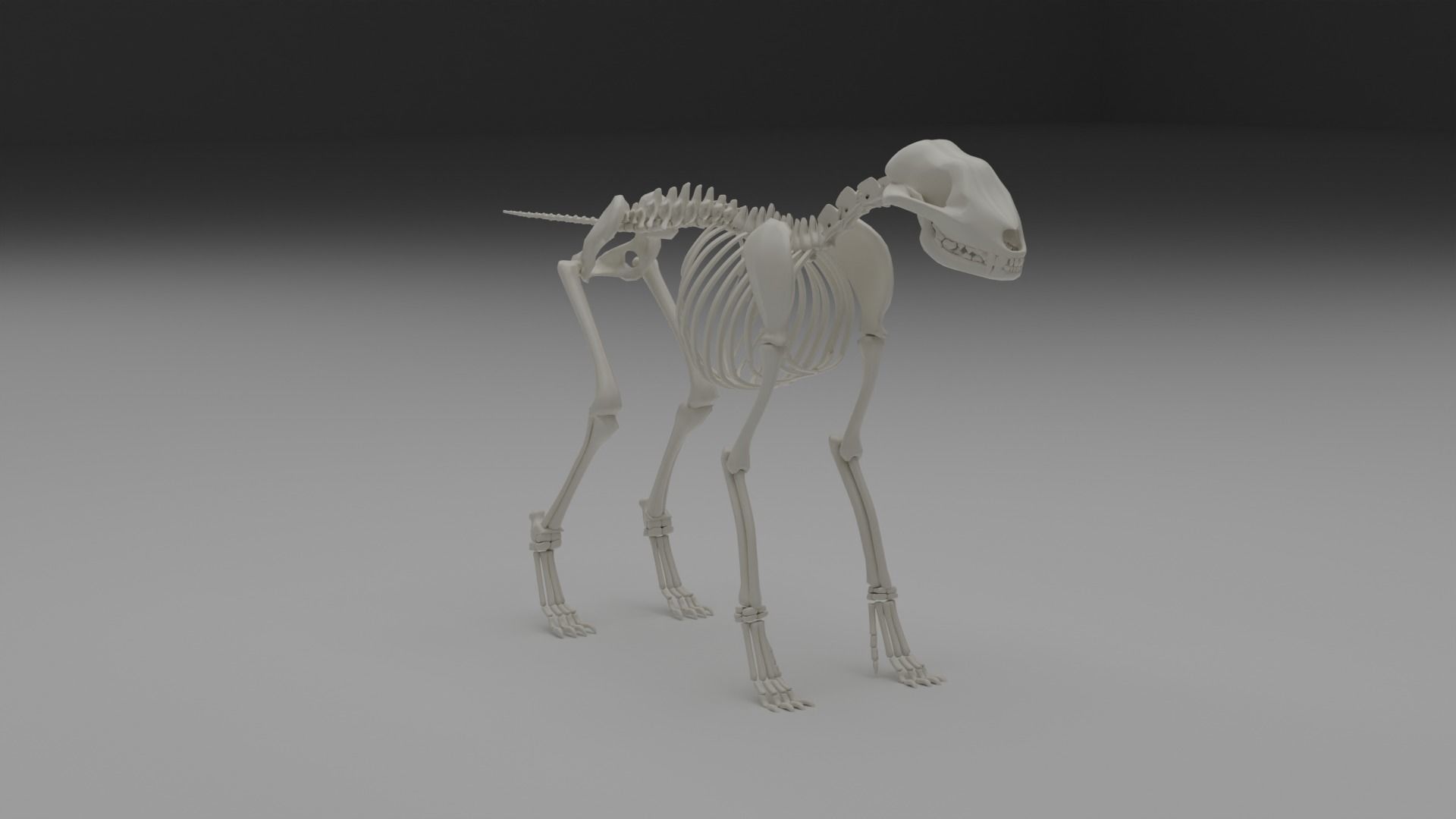 Wolf skeleton 3D model_0