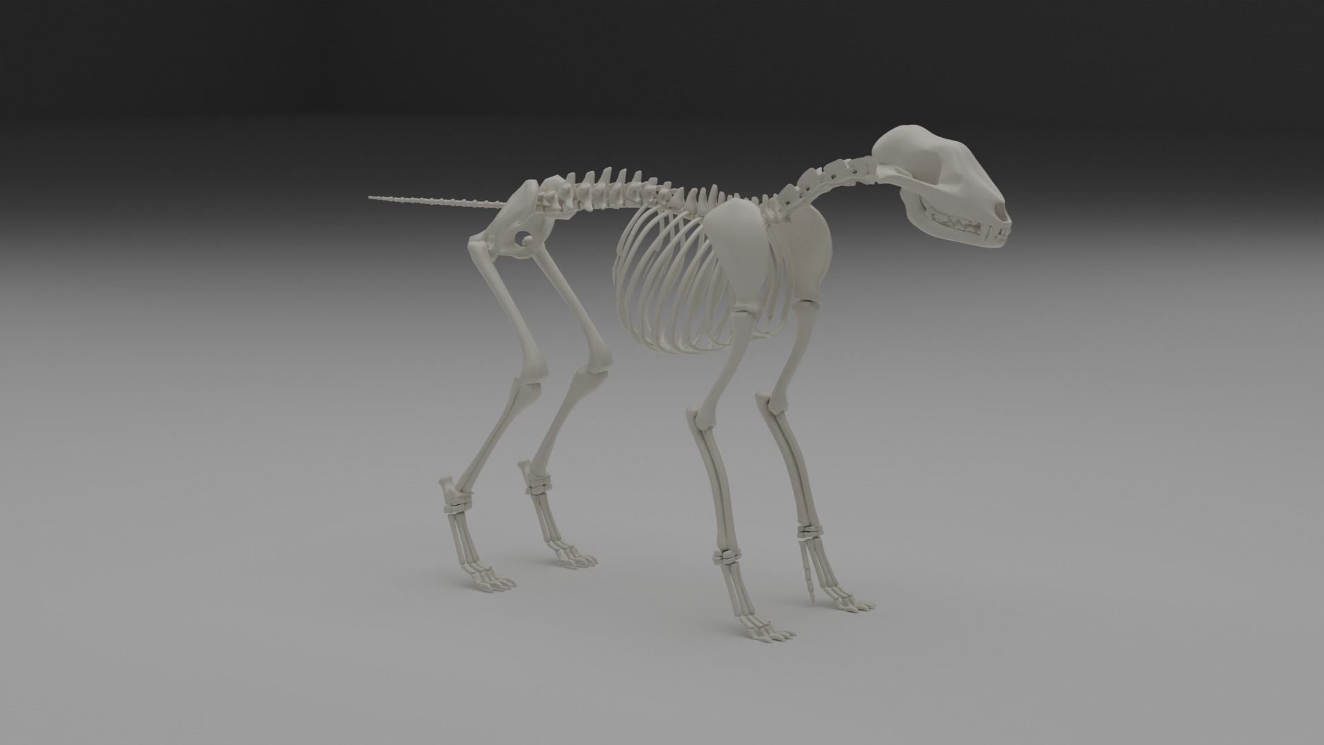 Wolf skeleton 3D model_20