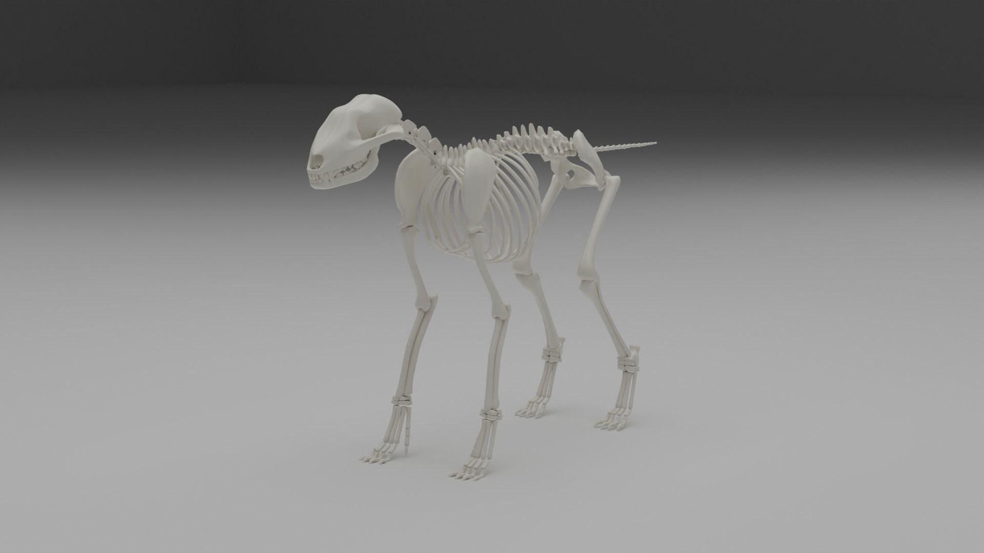 Wolf skeleton 3D model_16