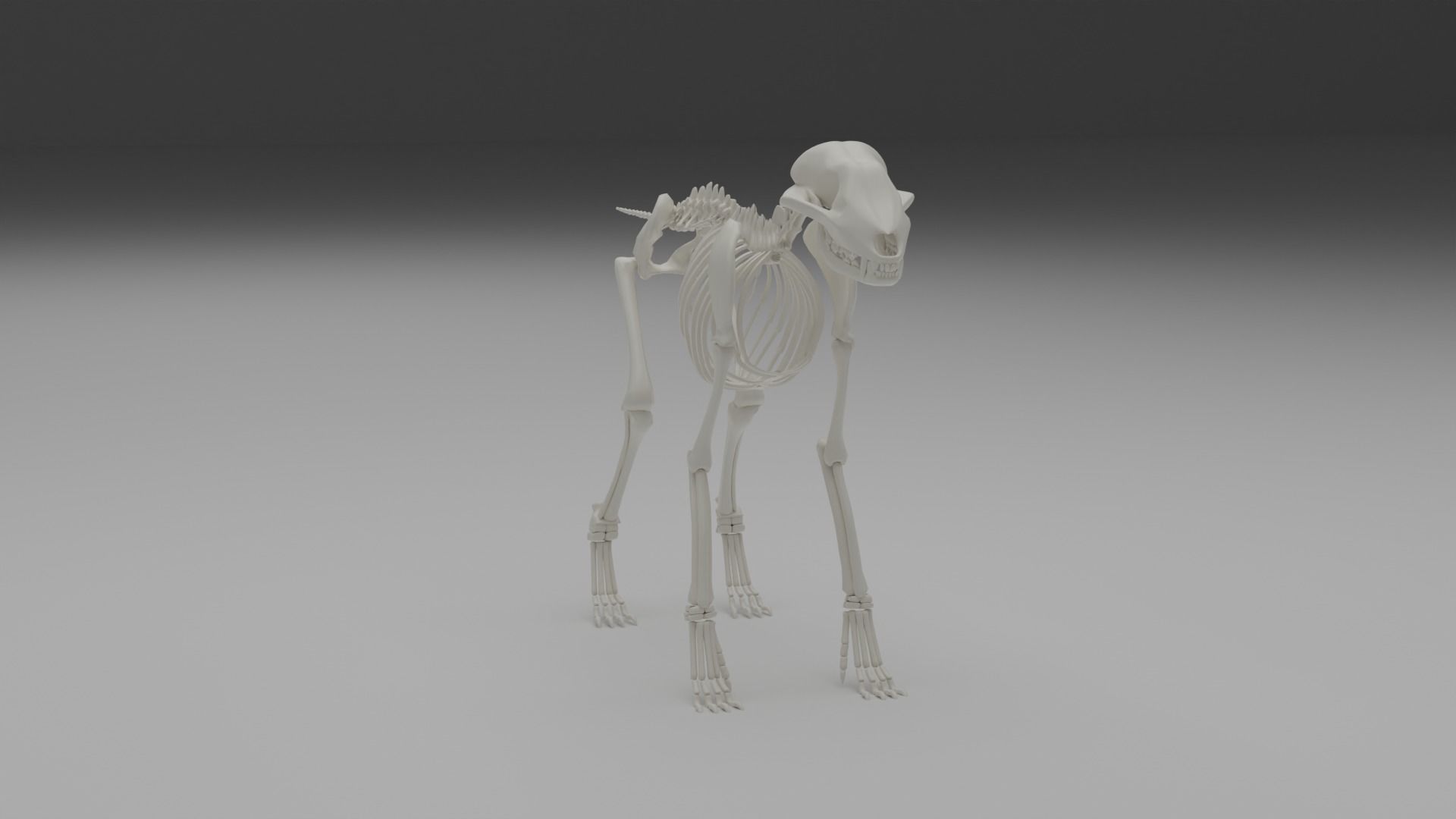 Wolf skeleton 3D model_19