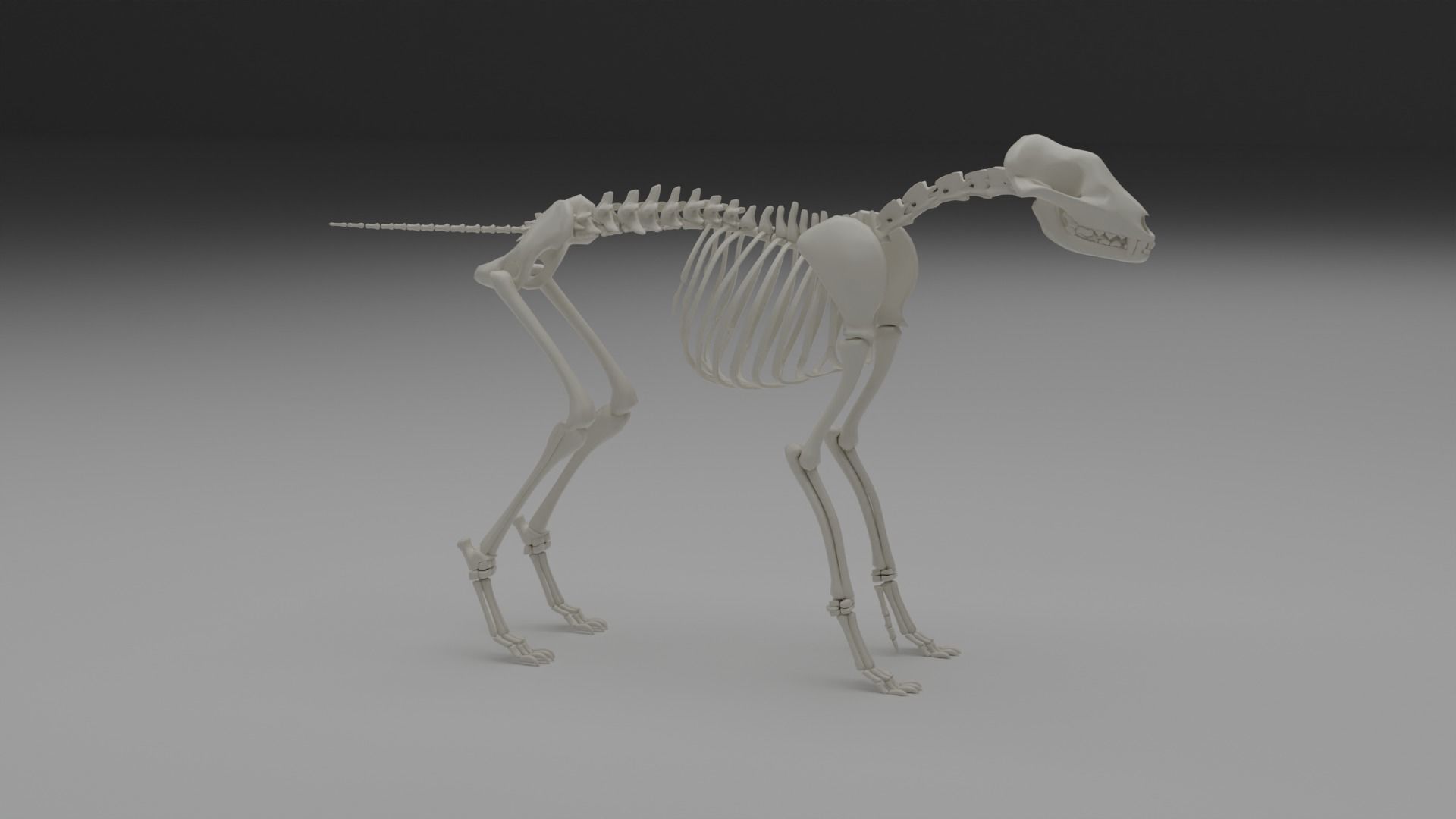 Wolf skeleton 3D model_21