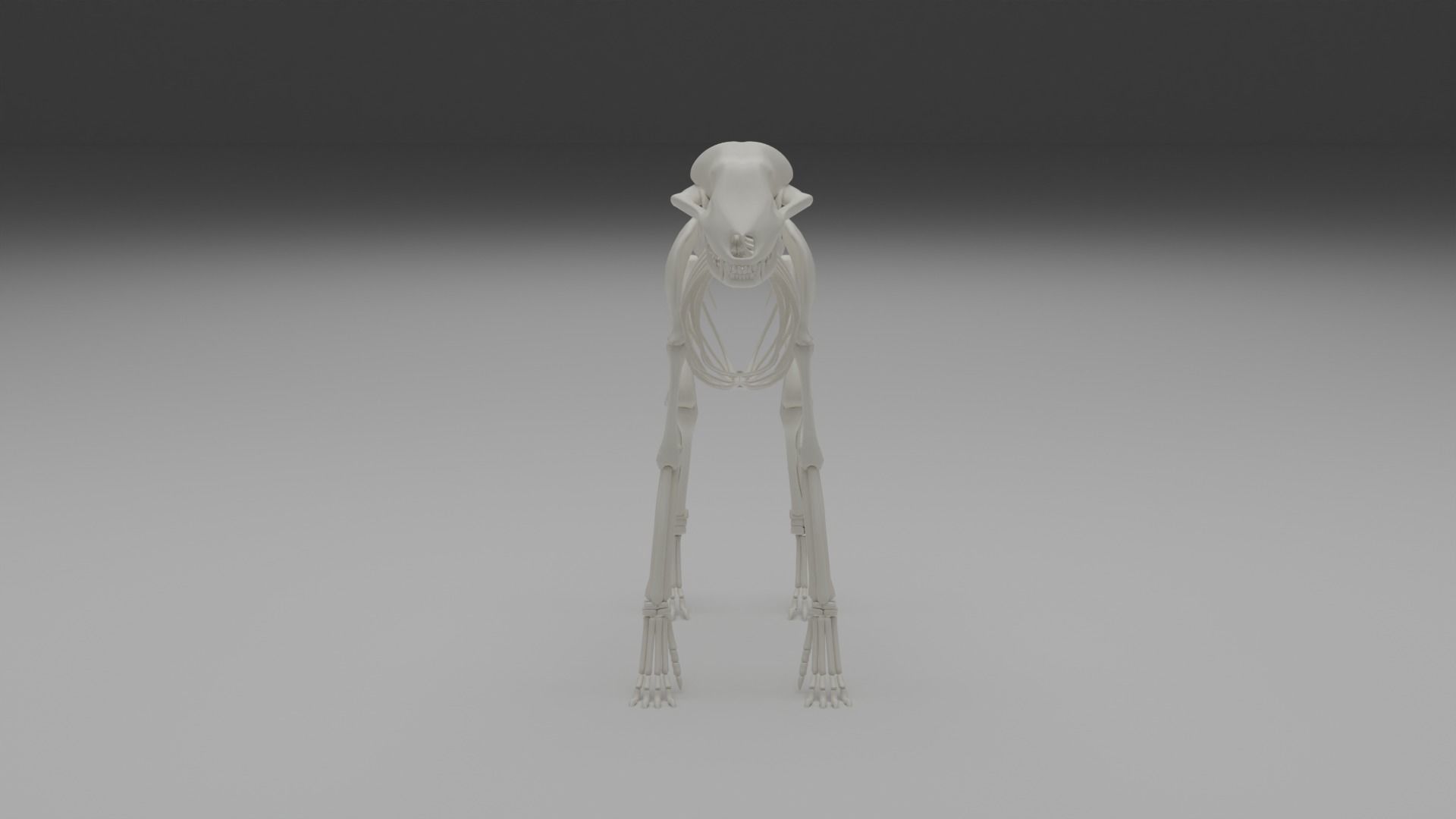 Wolf skeleton 3D model_18