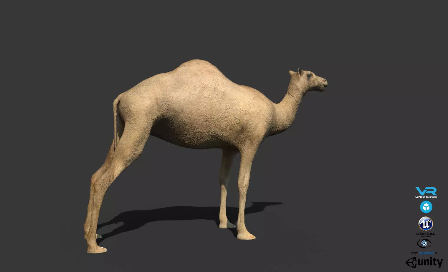 Camel Low-poly 3D model_0