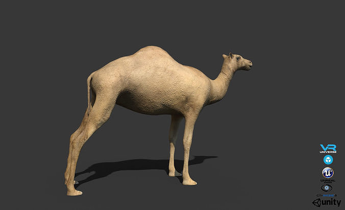 Camel Low-poly 3D model