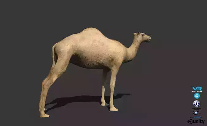 Camel Low-poly 3D model