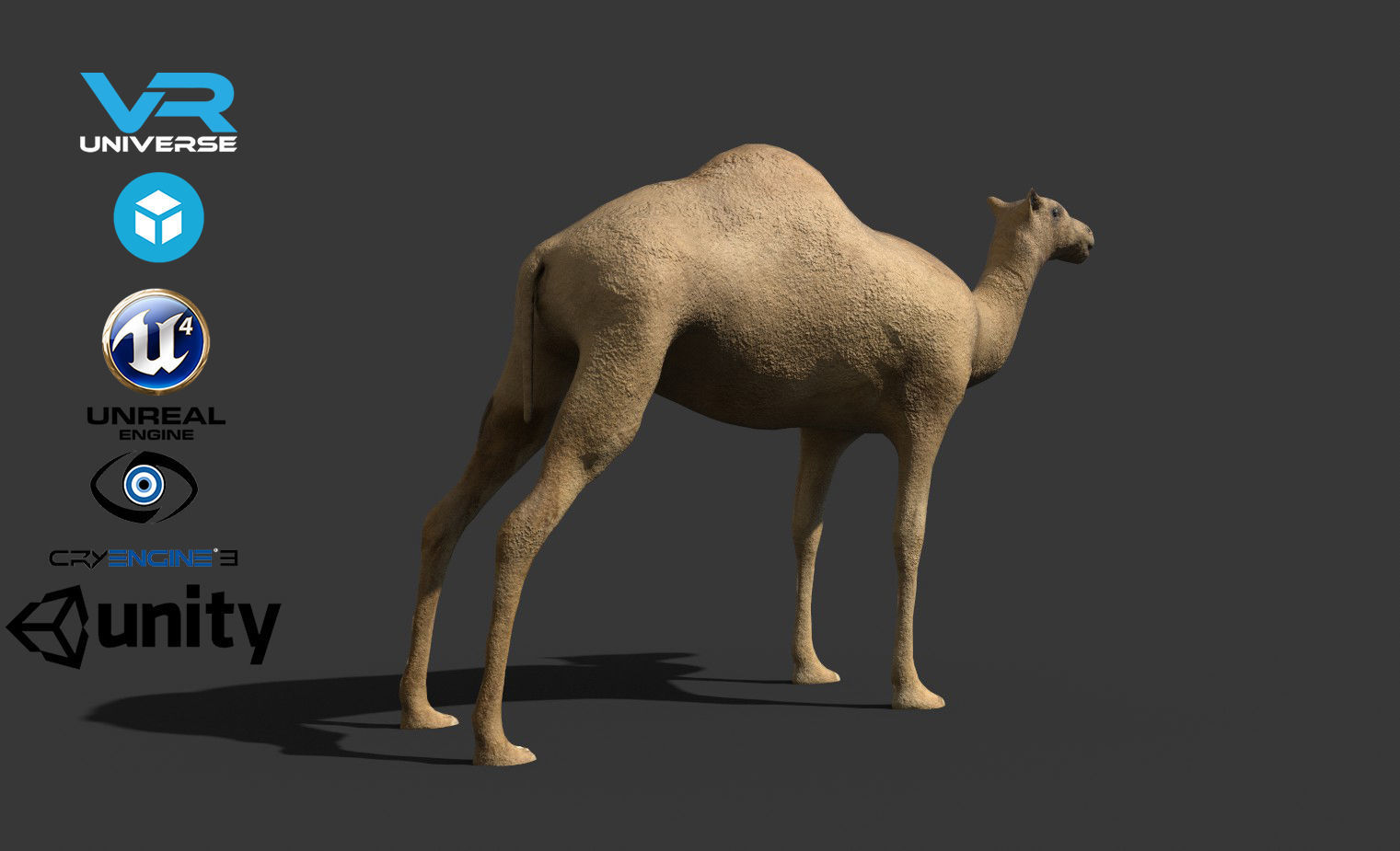 Camel Low-poly 3D model_2