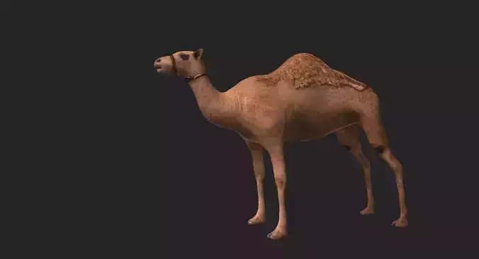 Camel Low-poly 3D model
