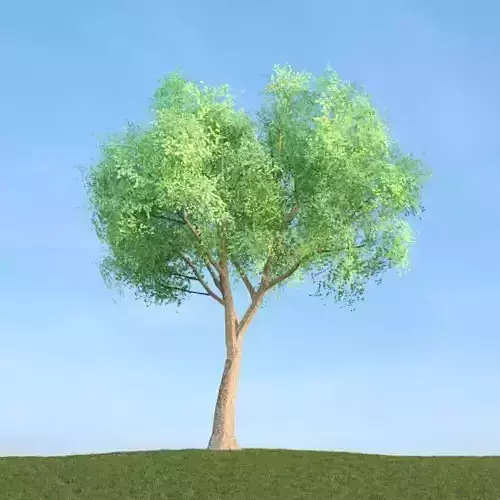 Tree In The Middle Of Nowhere 3D model