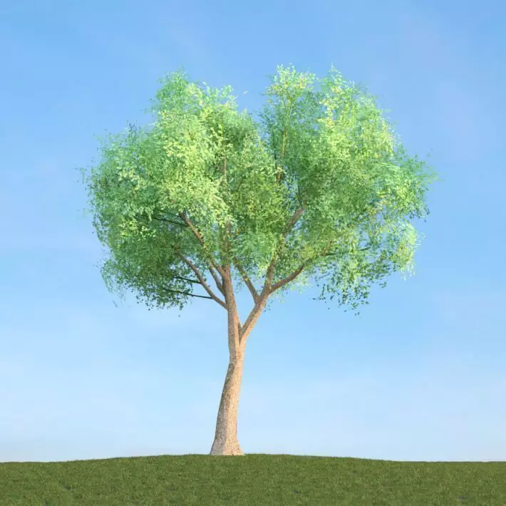Tree In The Middle Of Nowhere 3D model_0