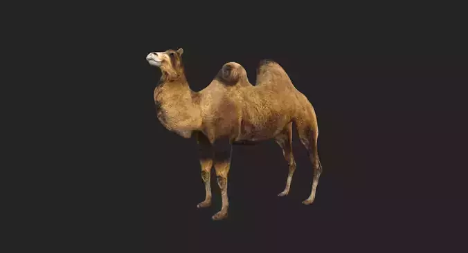 Camel Low-poly Low-poly 3D model