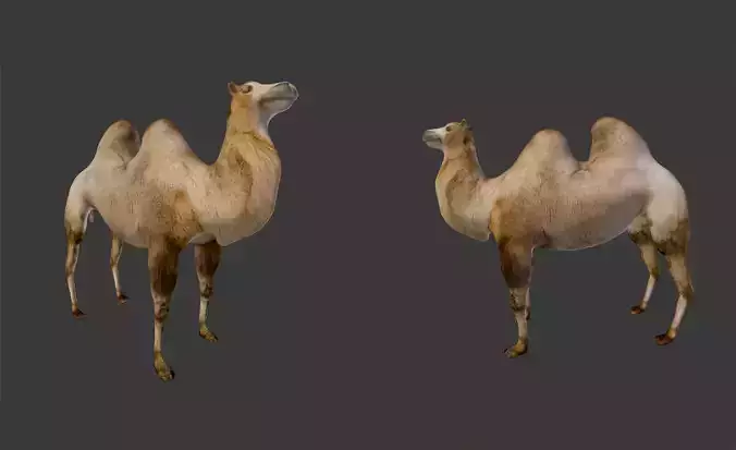 Camel camels Low-poly 3D model