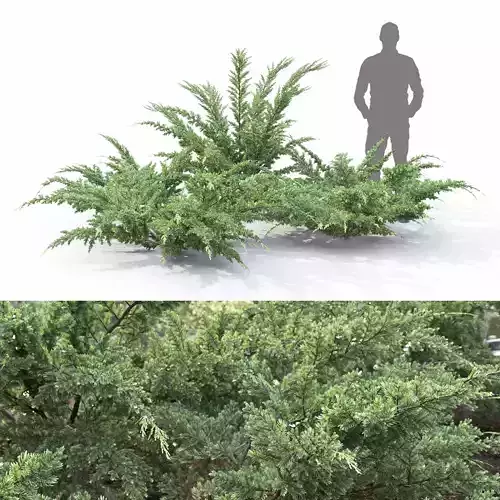 Juniperus squamata Meyeri 01