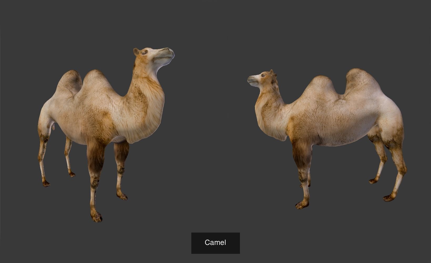 Camel Collection _3