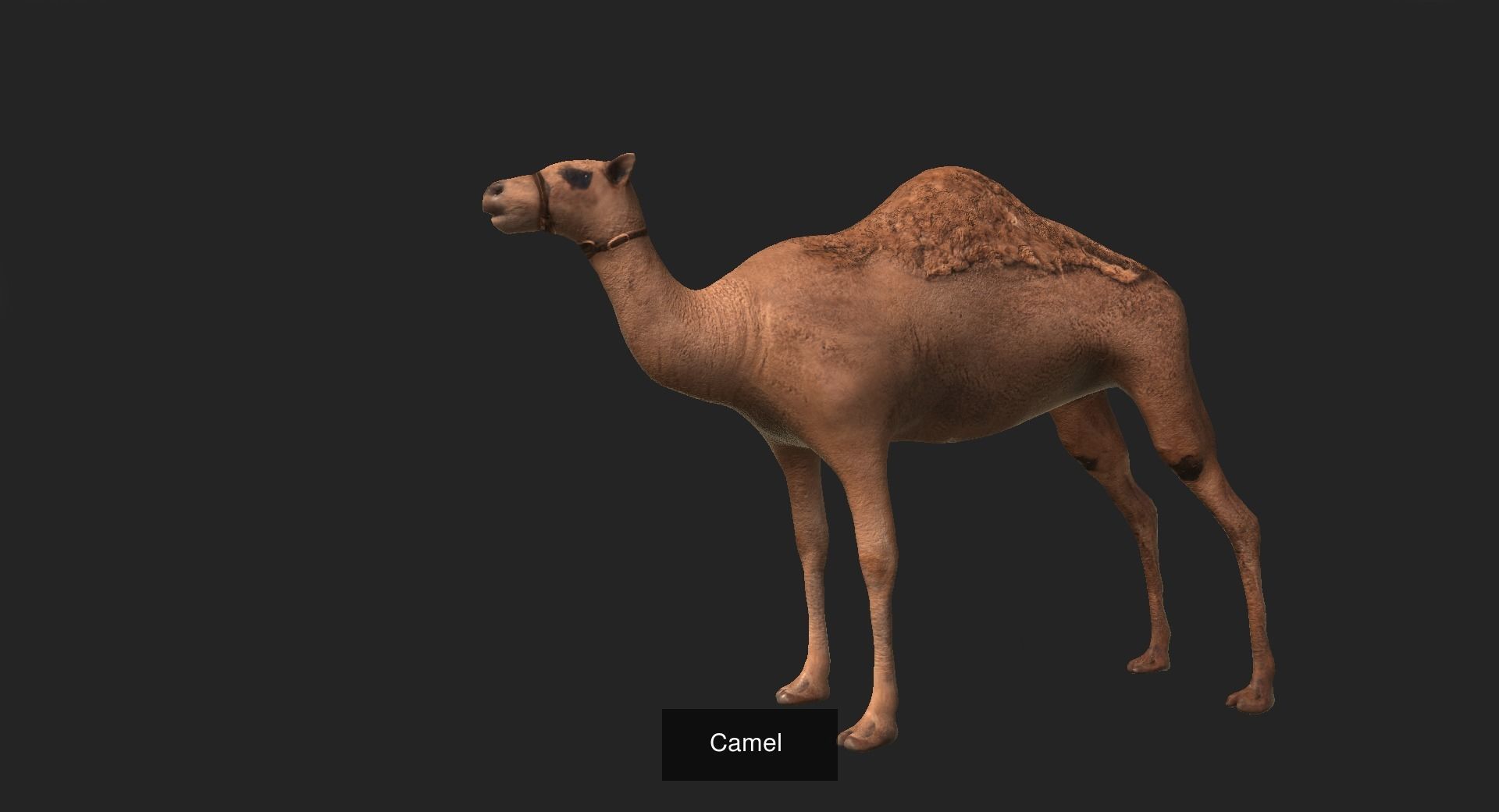 Camel Collection _2