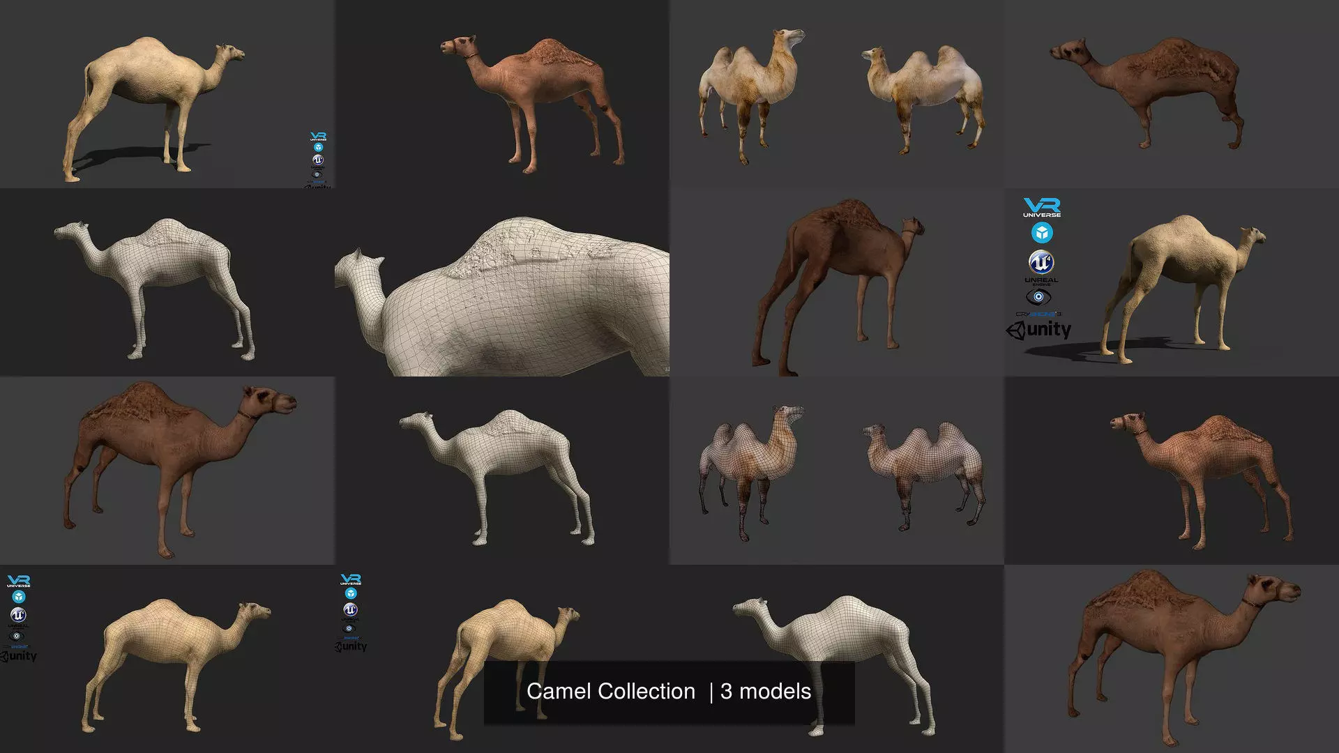 Camel Collection _0