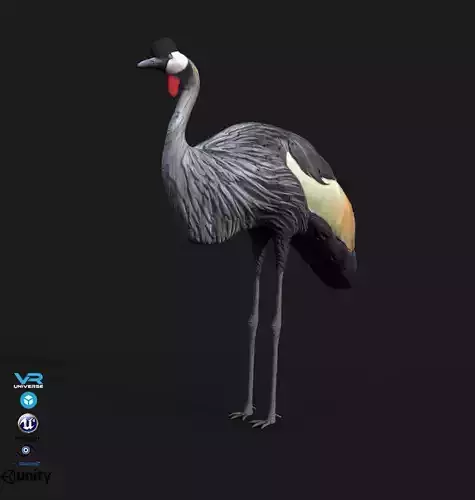  Grey Crowned  Crested Crane  Low-poly 3D model