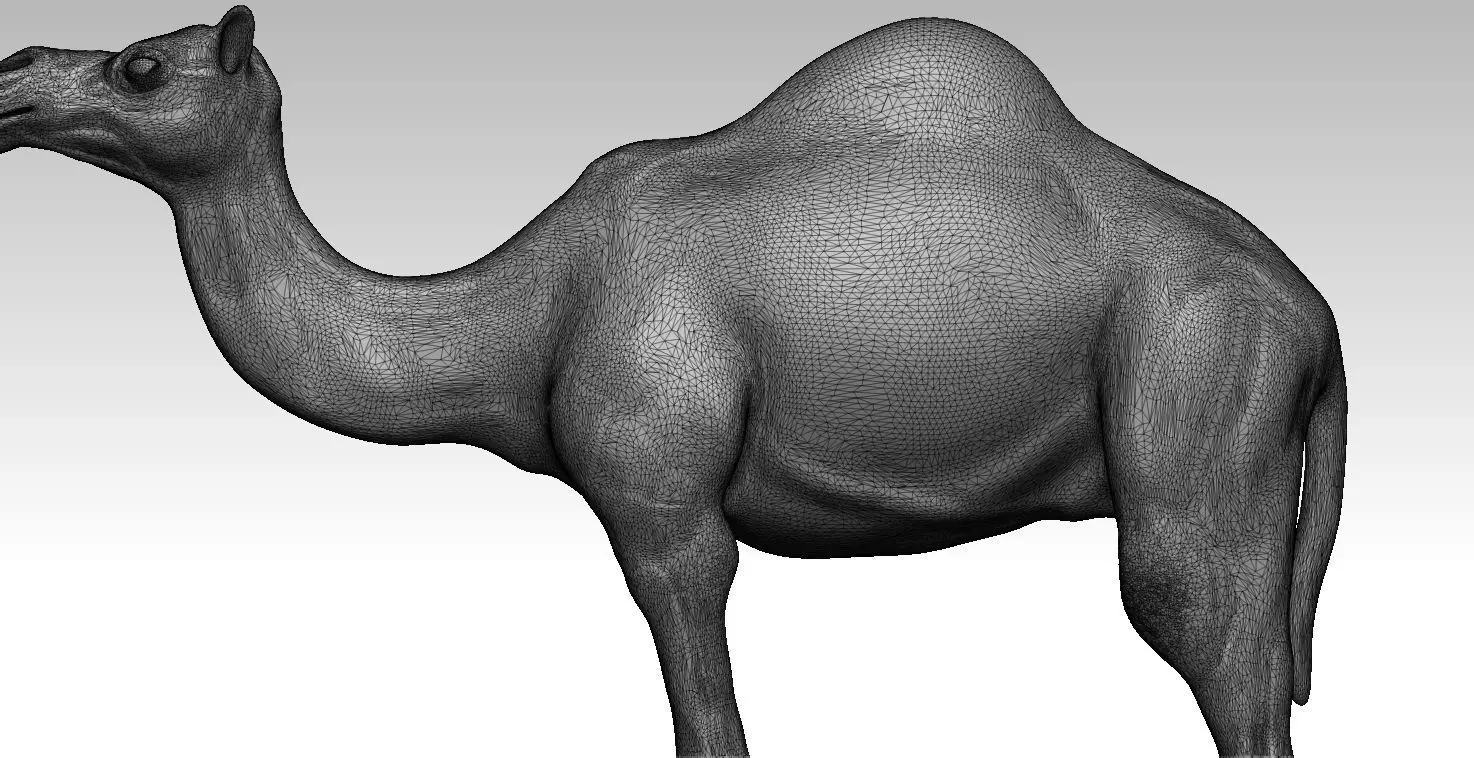 Camel 3D print model whale 3D print model_0