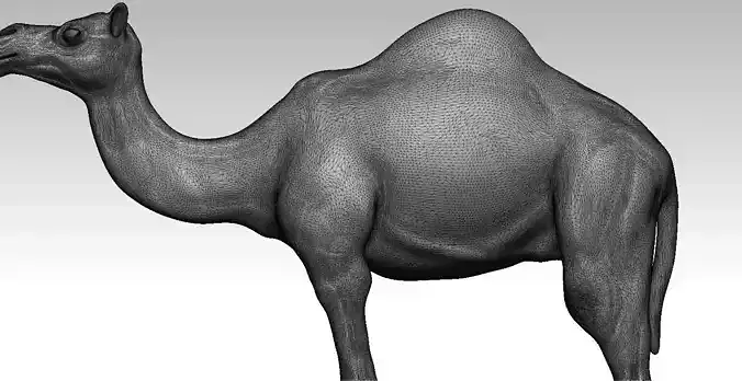 Camel 3D print model whale
