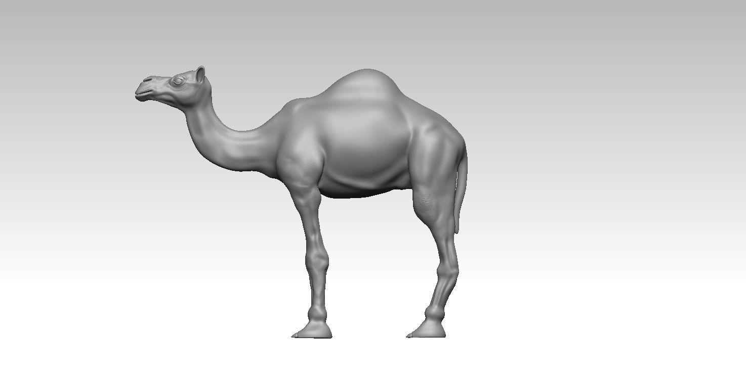 Camel 3D print model whale 3D print model_4