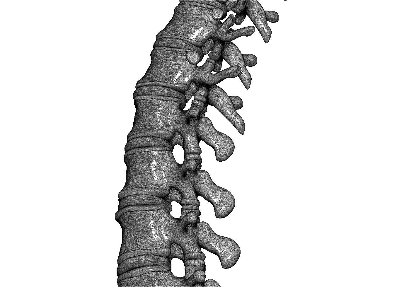 spine printable 3D print model_5