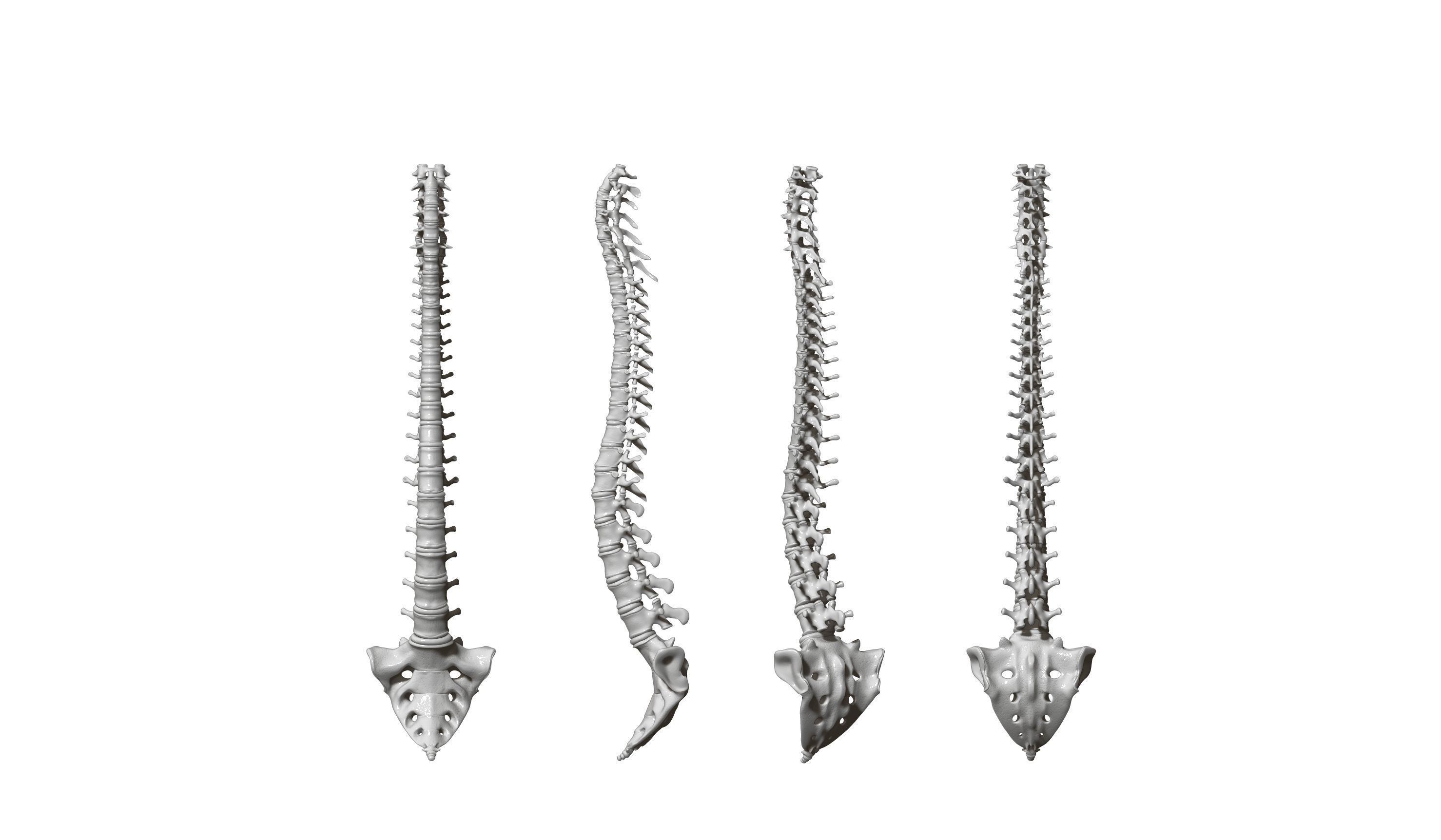 spine printable 3D print model_3