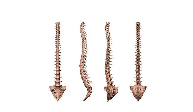  spine printable 3D print model