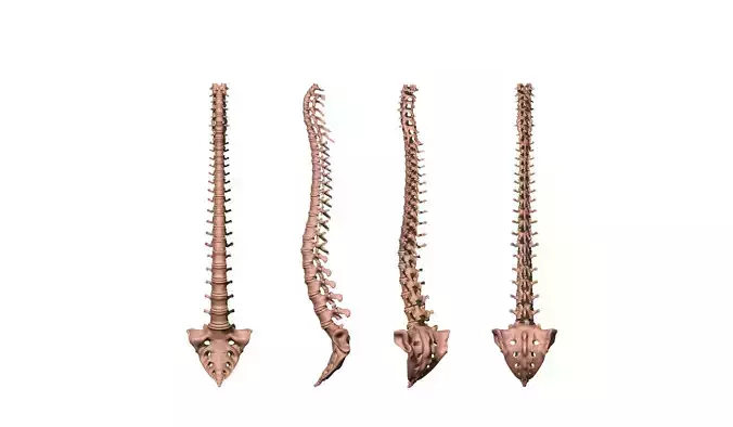  spine printable 3D print model