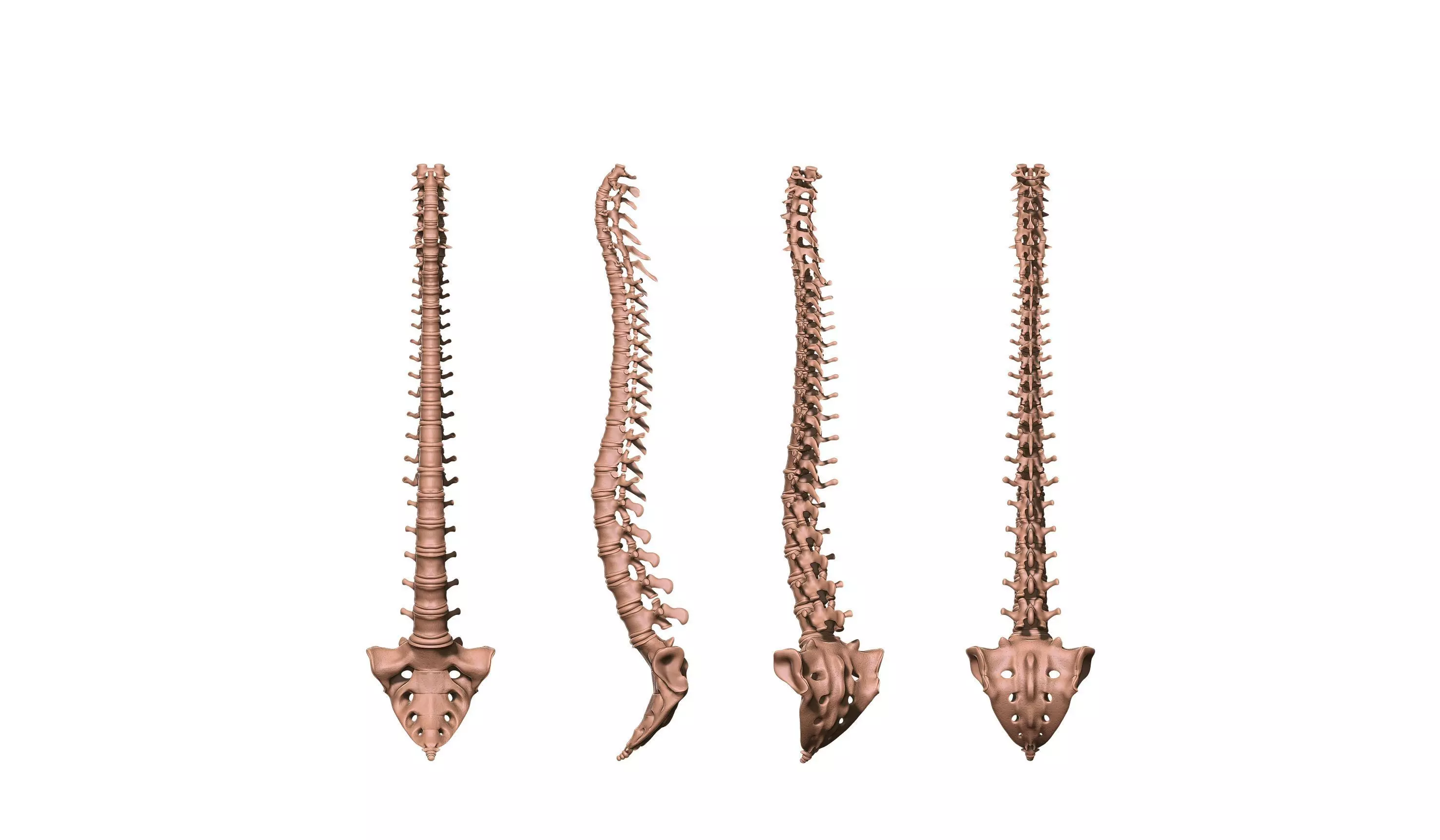 spine printable 3D print model_0
