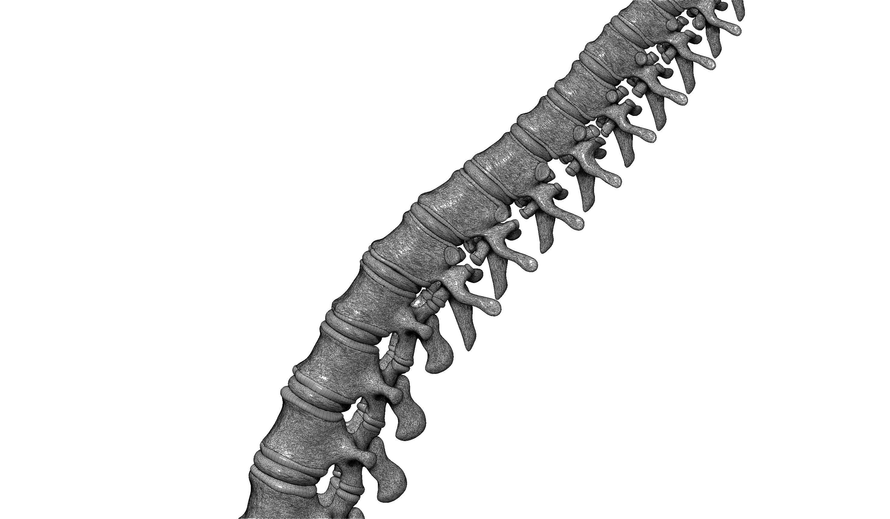 spine printable 3D print model_2