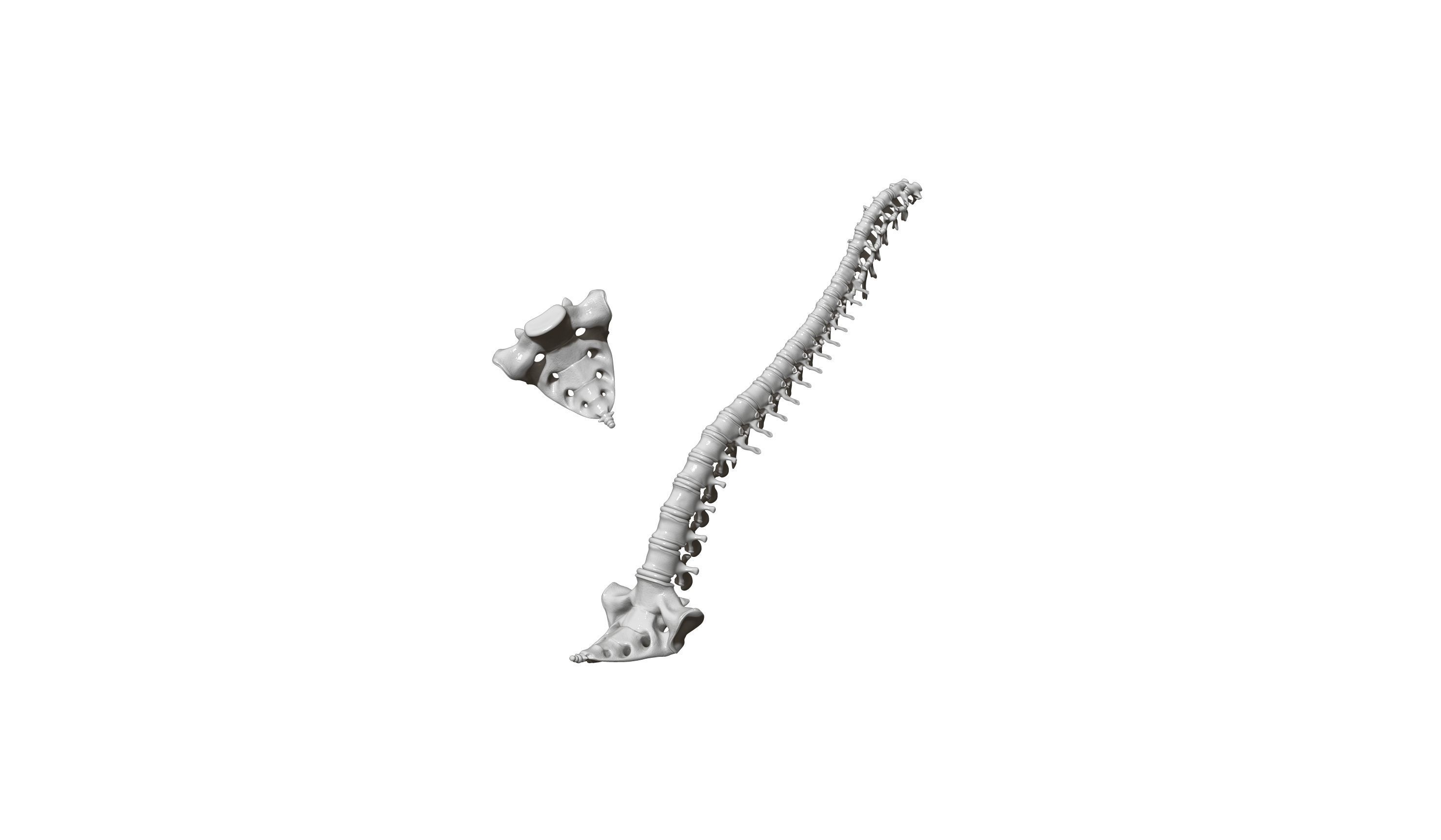 spine printable 3D print model_1