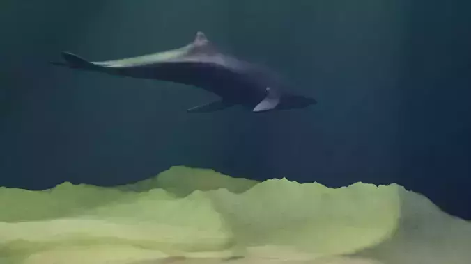 whale rigged Free 3D model