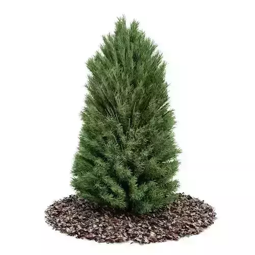 Garden Pine Plant