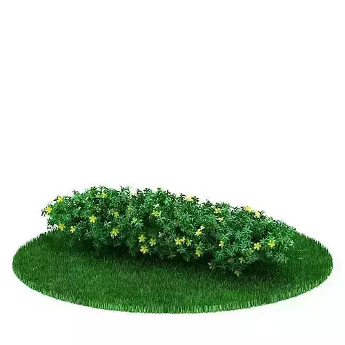 Plant Flowering Shrub