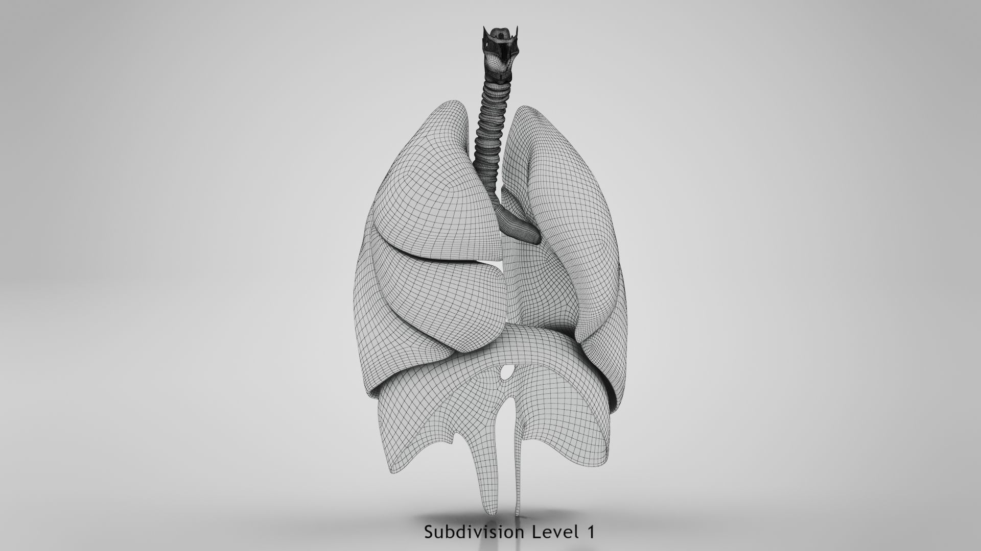 Human Lungs with Diaphragm Anatomy 3D model_13