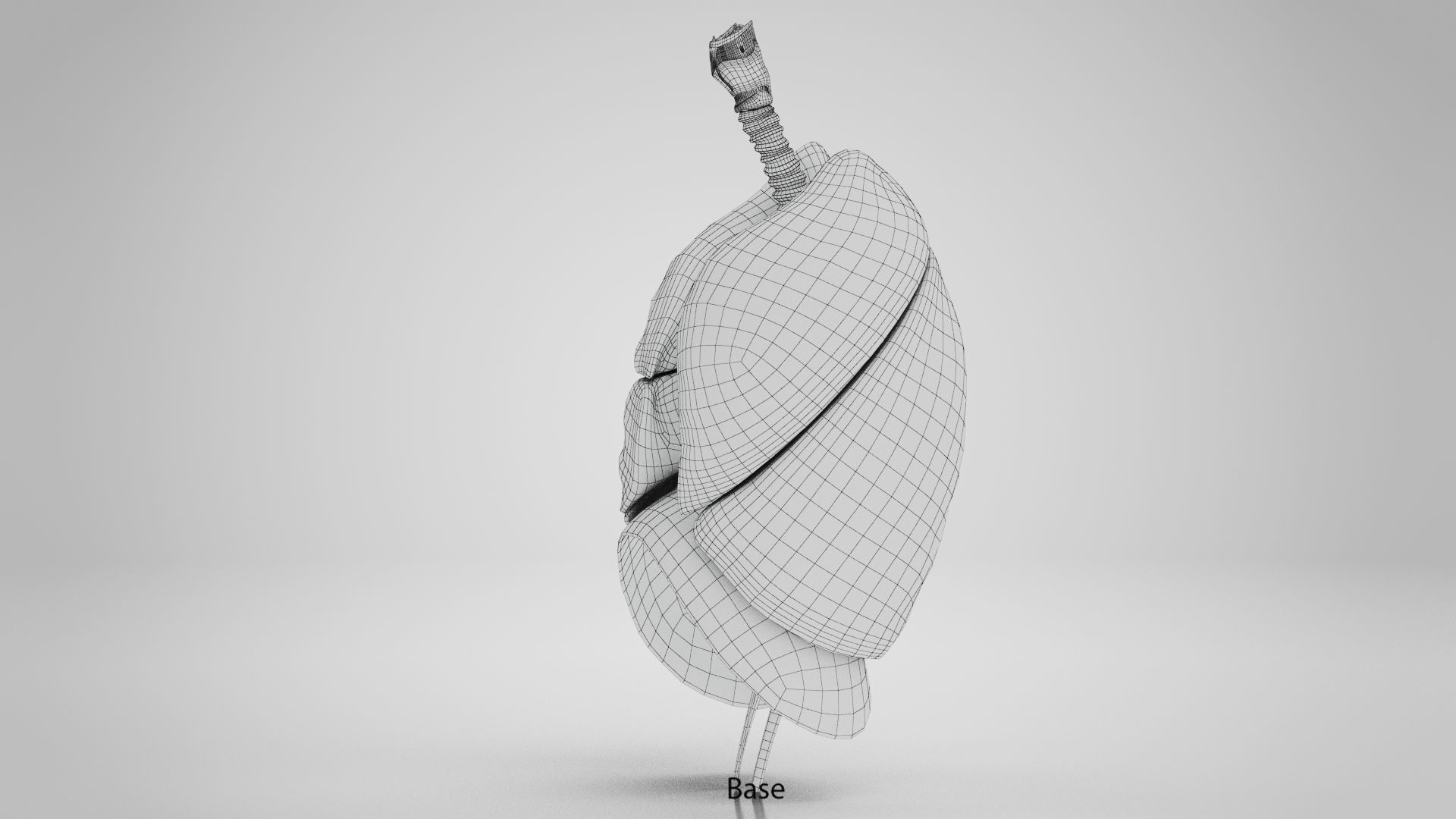 Human Lungs with Diaphragm Anatomy 3D model_18