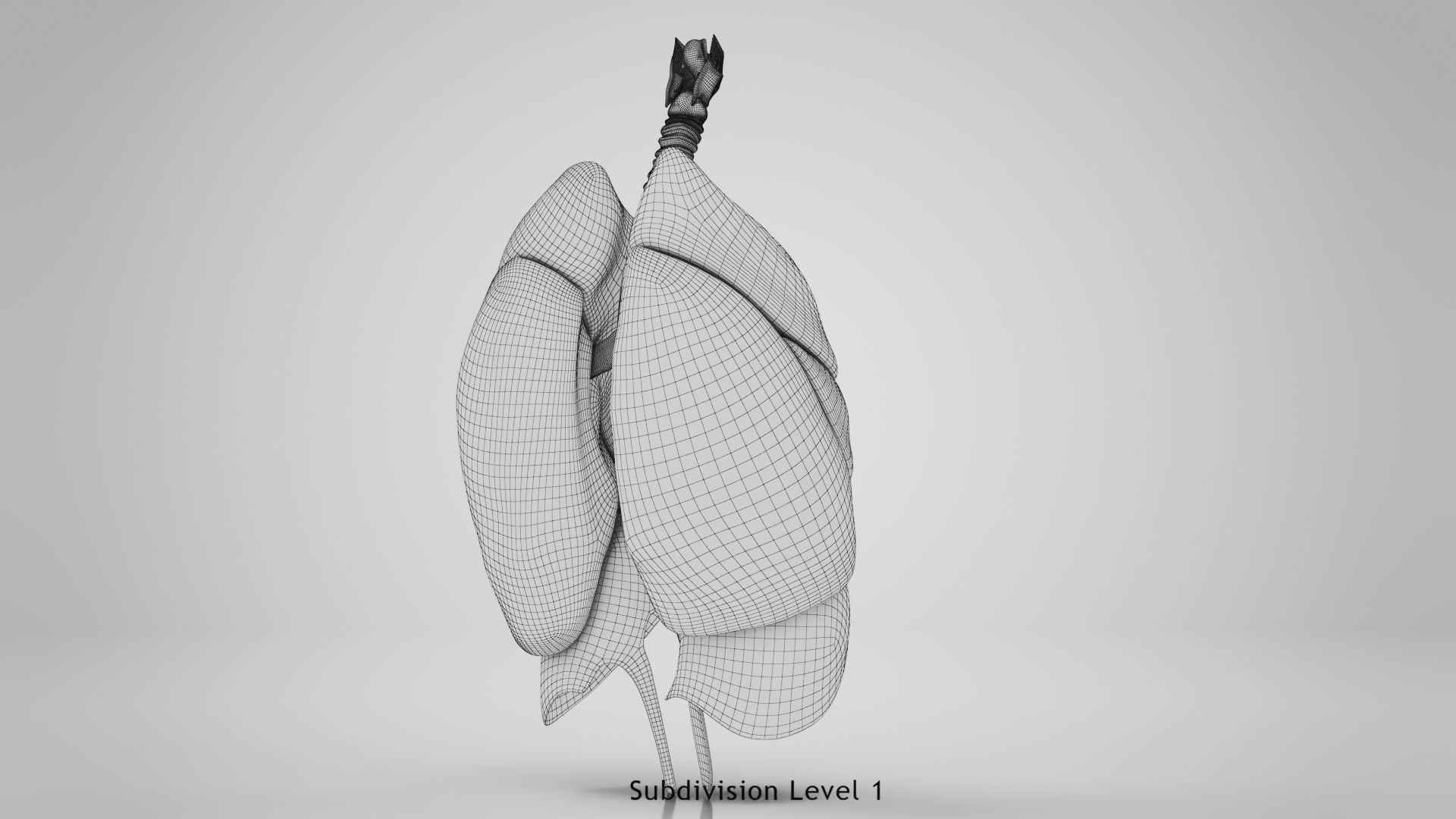 Human Lungs with Diaphragm Anatomy 3D model_17